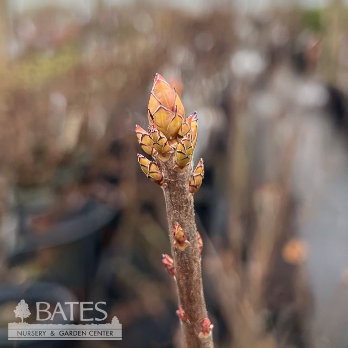 #3 Azalea x Gregory Bald/ Deciduous Native (TN)