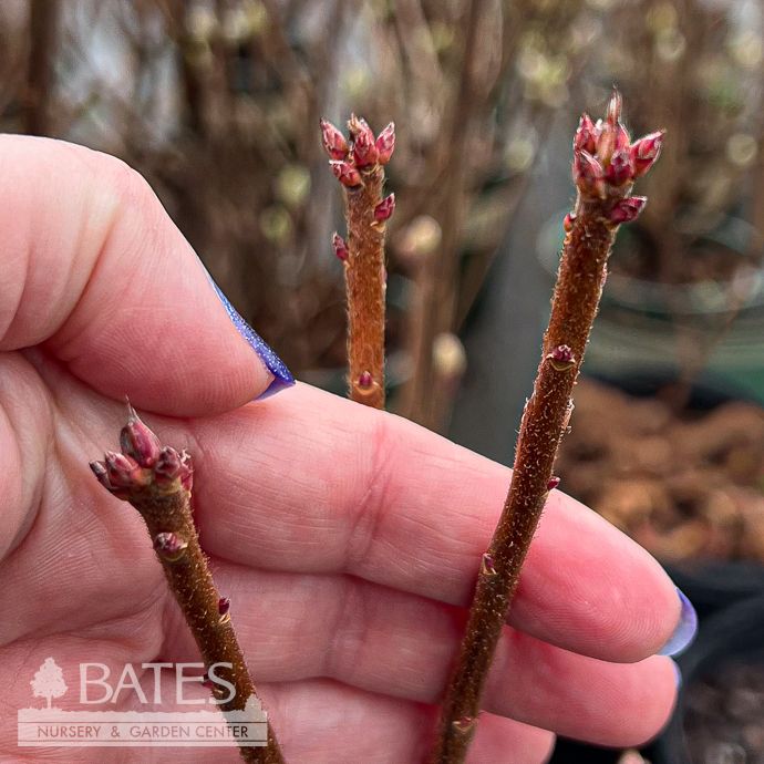 #3 Rhododendron x Pat Ryan/ Orange Deciduous Aromi Azalea