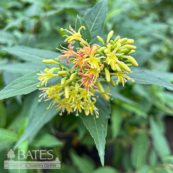 #3 Diervilla sessifolia Butterfly/ Low Bush Honeysuckle Native (TN)