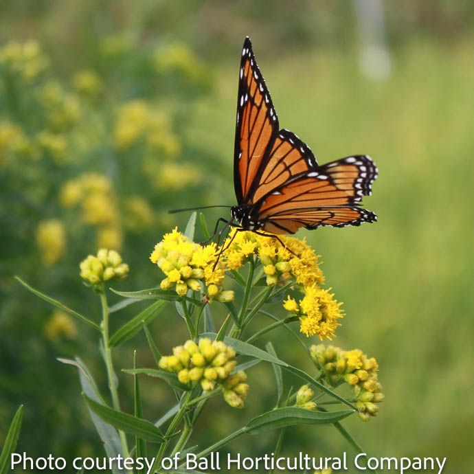 #1 Solidago (Euthamia) graminifolia/ Grass-Leaved Goldenrod