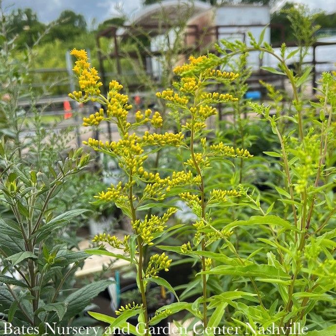 #1 Solidago odora/ Sweet Goldenrod Native (TN)