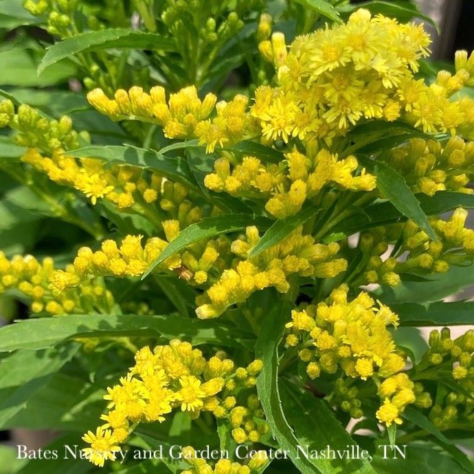 #1 Solidago x PW Little Lemon/ Dwarf Goldenrod  (Asteriscus asteraceae)