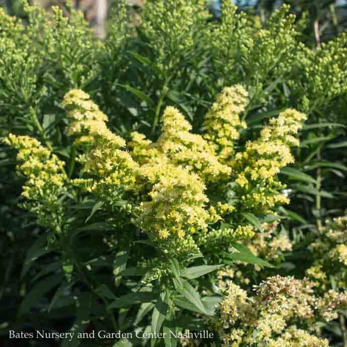 #1 Solidago x PW Little Lemon/ Dwarf Goldenrod  (Asteriscus asteraceae)