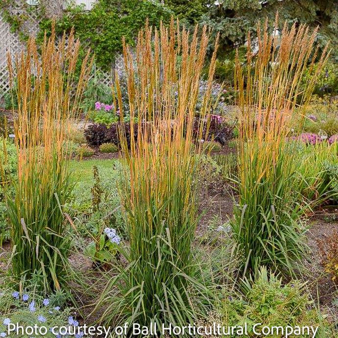 #2 Grass Sorghastrum nutans Golden Sunset/ Indian Grass Native (TN)