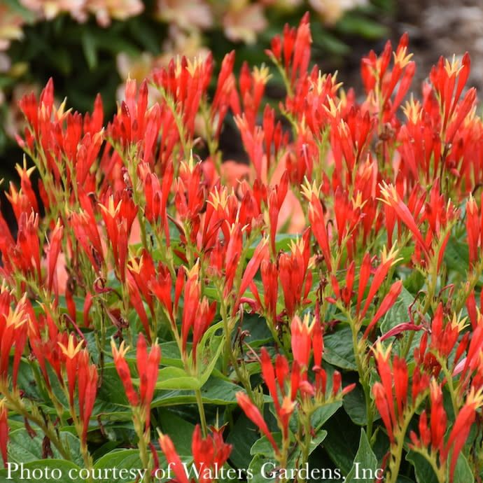 #1 Spigelia mar Ragin Cajun/ Indian Pink Native (TN)