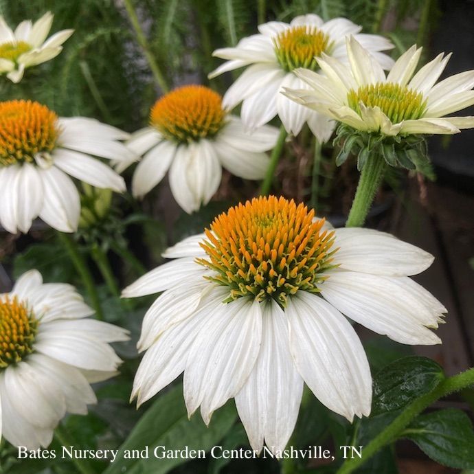 #1 Echinacea pur PowWow White/ Coneflower Native (TN)