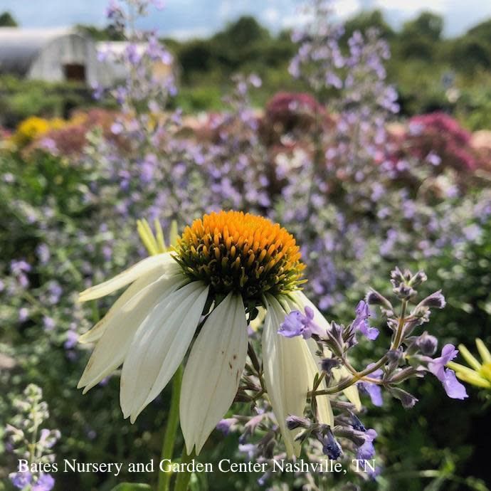 #1 Echinacea pur PowWow White/ Coneflower Native (TN)