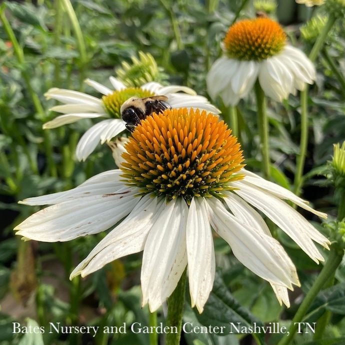 #1 Echinacea pur PowWow White/ Coneflower Native (TN)