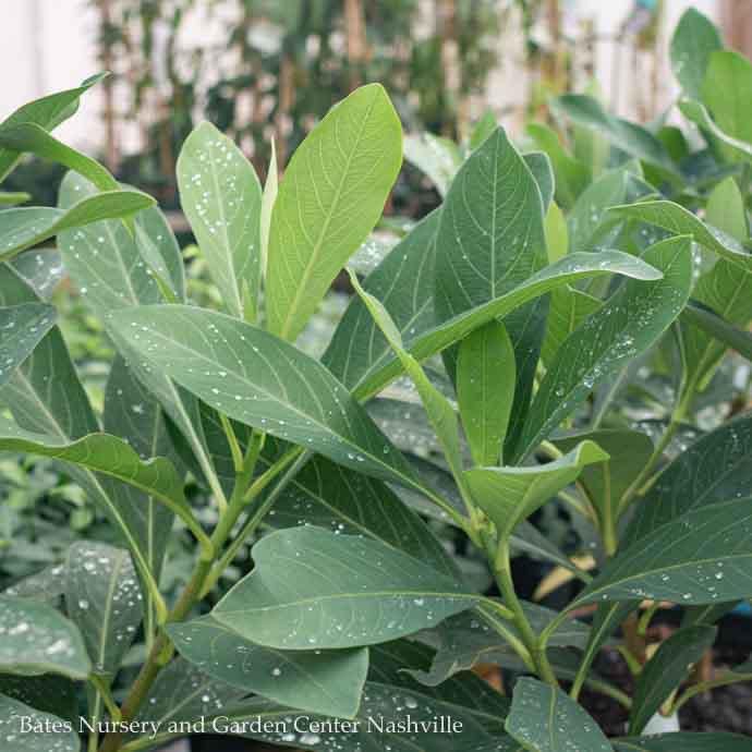 #3 Edgeworthia chrysantha/ Paperbush