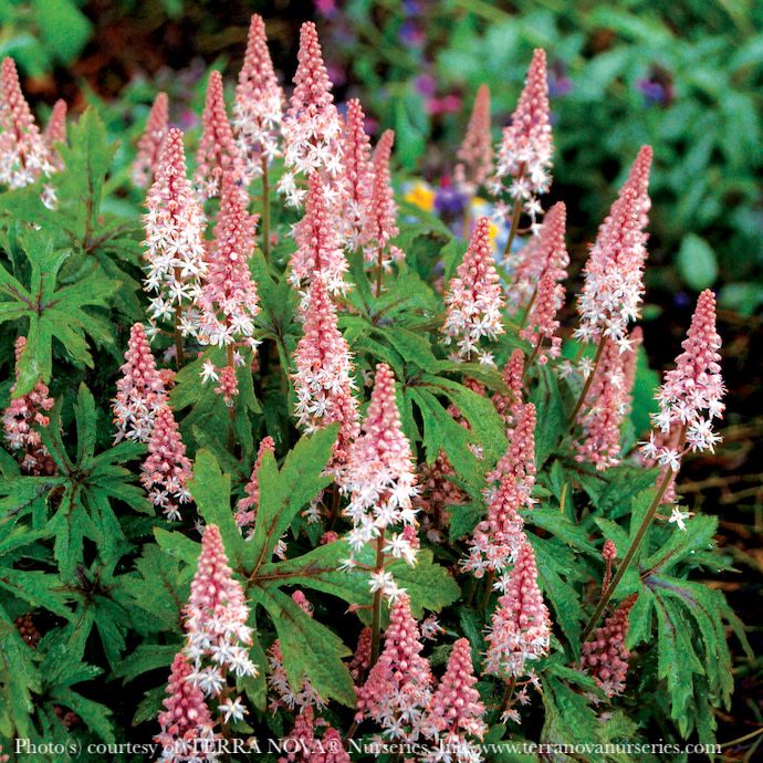 #1 Tiarella x Pink Skyrocket/ Foam Flower