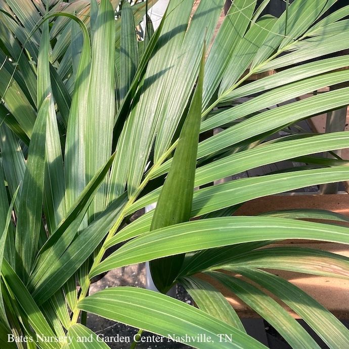 12p! Palm Howea for / Kentia Palm /Tropical 5ft +