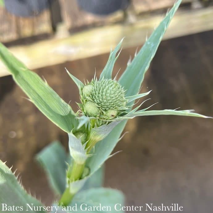 #1 Eryngium yuccifolium/ Rattlesnake Master Native (TN)