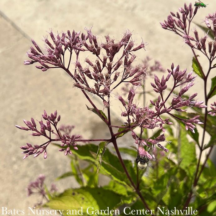 #1 Eutrochium mac Gateway/ Joe Pye Weed Native (TN)