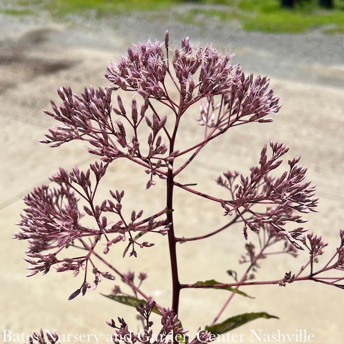 #1 Eutrochium mac Gateway/ Joe Pye Weed Native (TN)