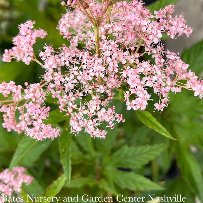 #2 Filipendula rubra Venusta/ Queen of the Prairie Native (R)
