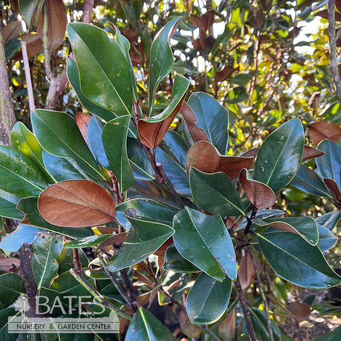 #45 Magnolia grand D.D. Blanchard/ Southern Native (TN)