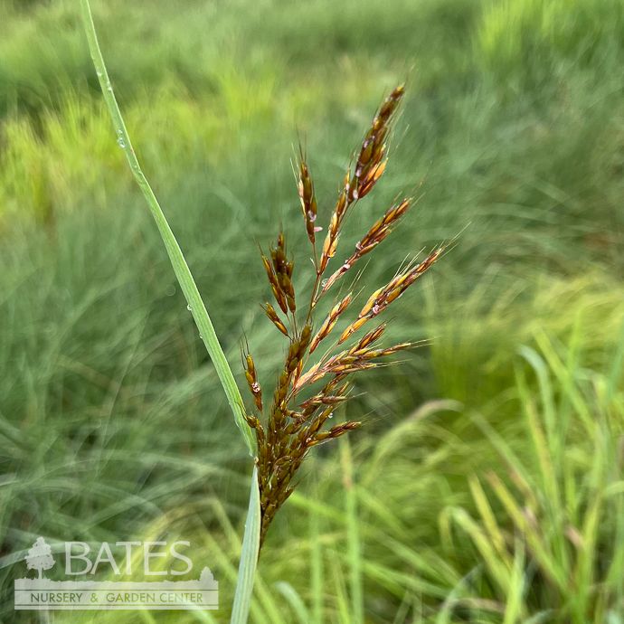 #1 Grass Sorghastrum nutans/ Indian Grass Native (TN)