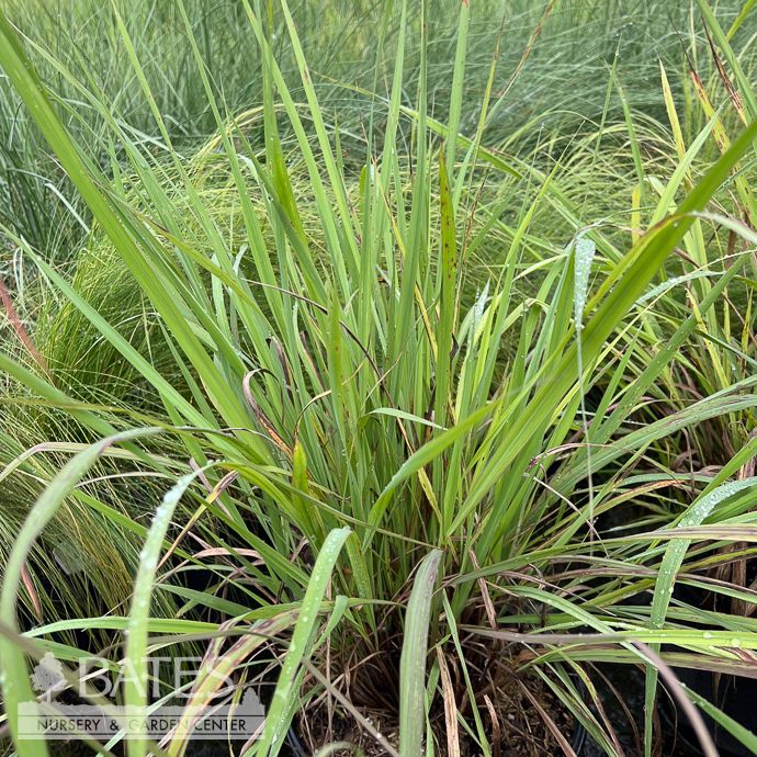 #1 Grass Sorghastrum nutans/ Indian Grass Native (TN)