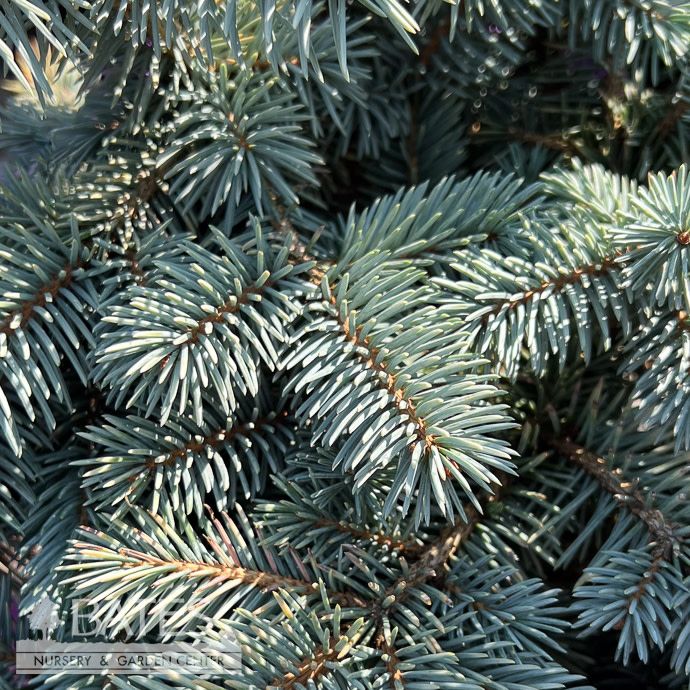 #3 Picea pun Niemetz/ Spring Gold Colorado Blue Spruce