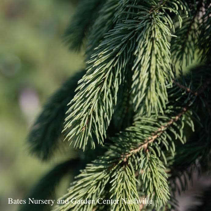 #6 Picea glauc Pendula/ Weeping White Spruce