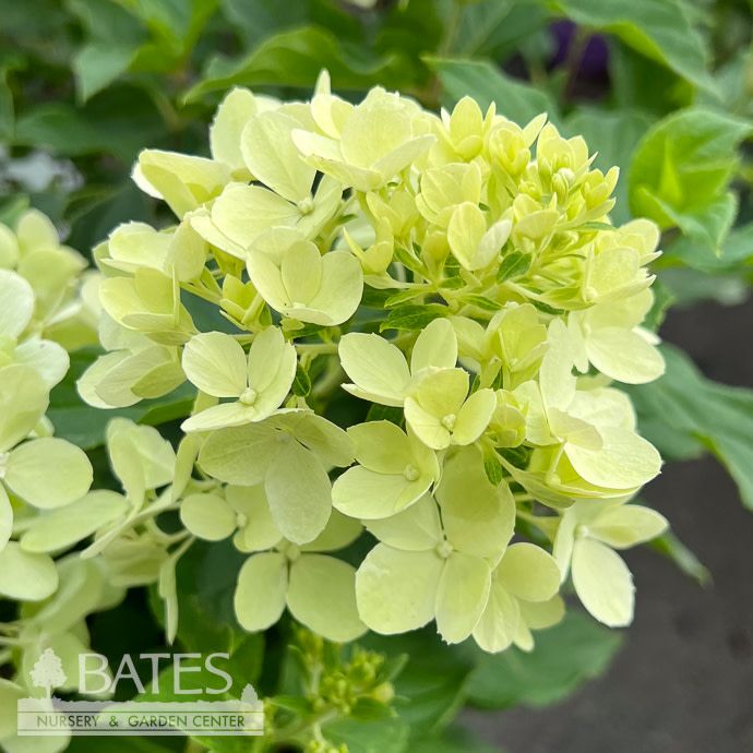 #3 Hydrangea pan BE Bubble Bath/ Dwarf Lime Green Panicle