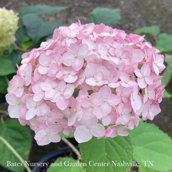 #3 Hydrangea arb Candybelle 'Marshmallow'/ Salmon Pink Native (TN)