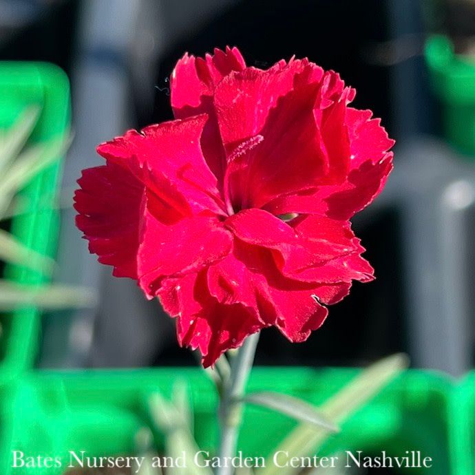 QP Dianthus x Frosty Fire/ Red