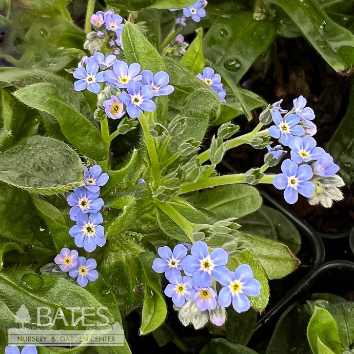 QP Myosotis syl Victoria Blue/ Forget-Me-Not