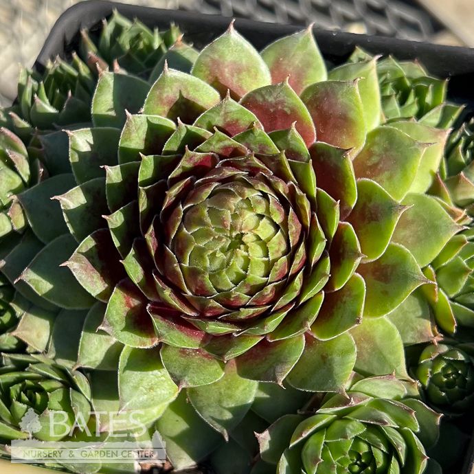 QP Sempervivum Hopewell/ Hens and Chicks