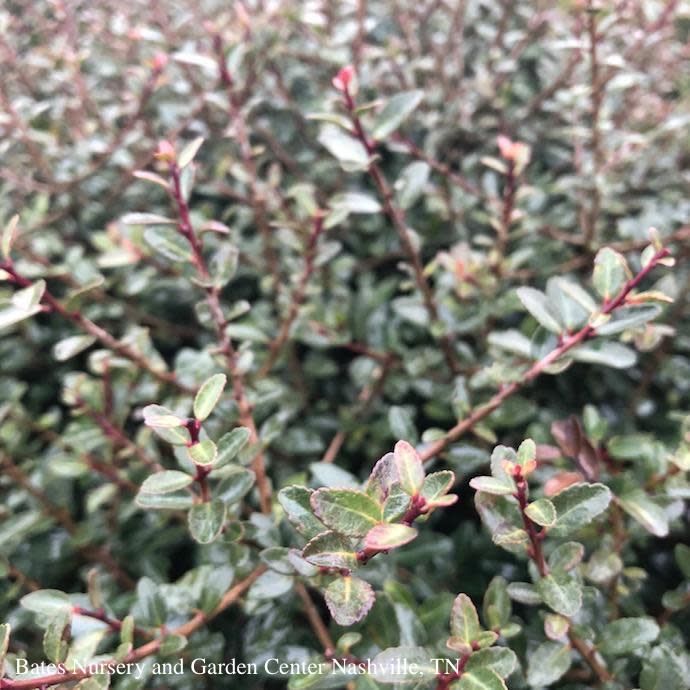 #3 Ilex vom Schillings Dwarf/ Yaupon Holly (male) Native (R)