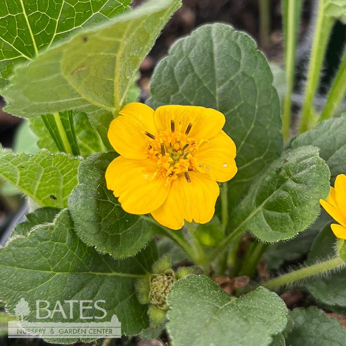QP Chrysogonum virginianum Pierre/ Green and Gold, Goldenstar Allen Bush Native (TN)