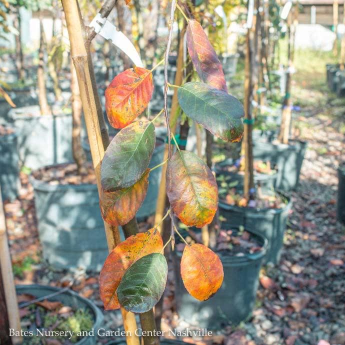 #30 Amelanchier laevis/ Allegheny Serviceberry  Native (TN)