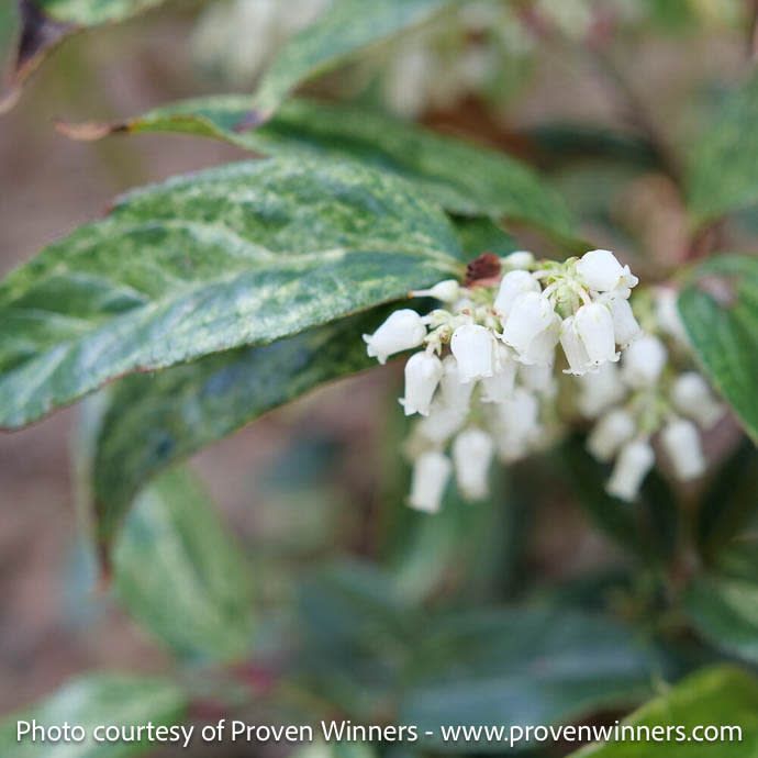 #2 Leucothoe fontanesiana PW Paisley Pup/ Drooping Native (TN)