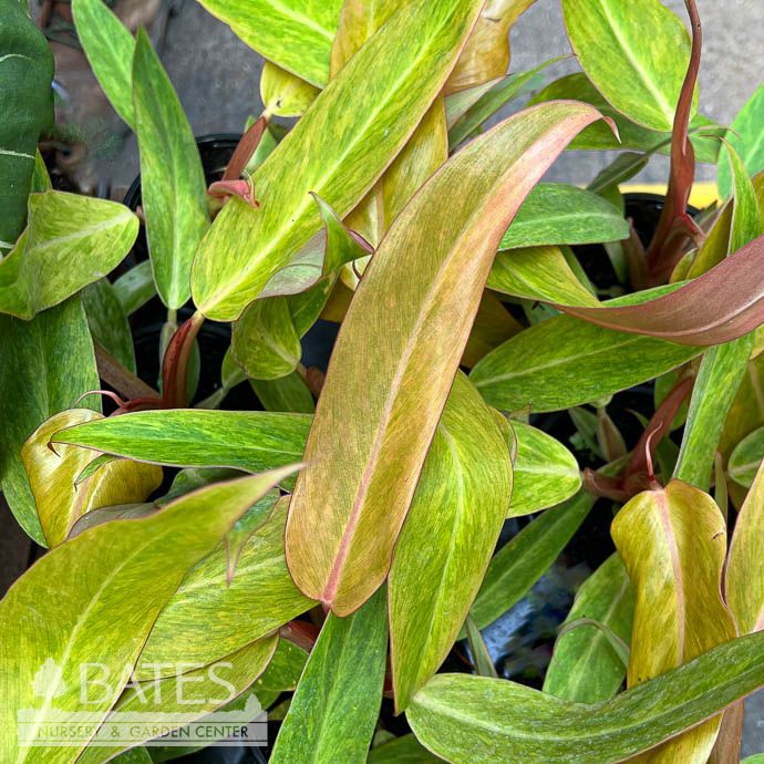 6p! Philodendron Orange Marmalade (Quad Color) /Tropical