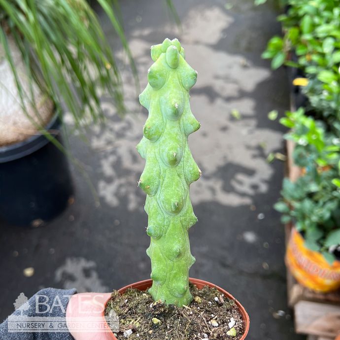 3p! Cactus Cereus Boobie MINI /Tropical