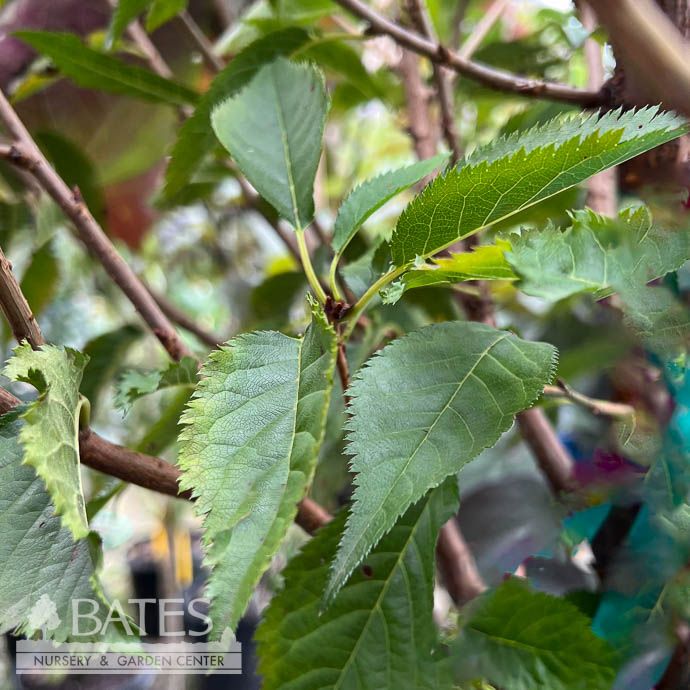 #30 Prunus x Snow Goose/ White Flowering Cherry