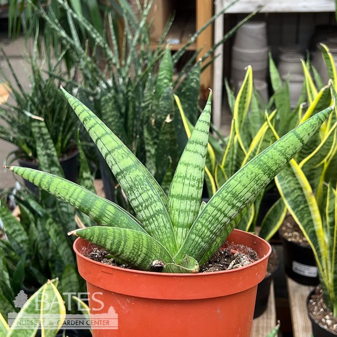 6p! Sansevieria Gojo Natural /Snake Plant /Mother-in-Law Tongue /Tropical