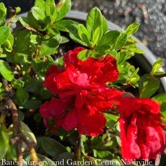 #3 Azalea x Encore Autumn Fire/ Repeat Rose-red Dwarf