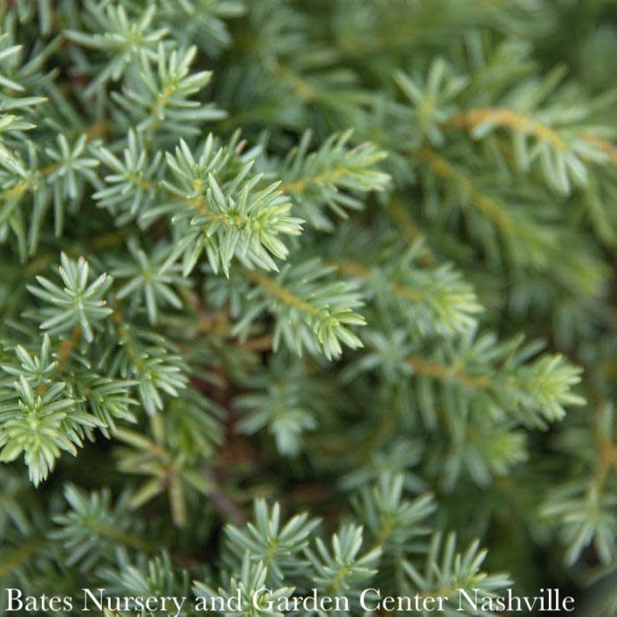 #1 Juniperus con Blue Pacific/ Creeping Shore Juniper