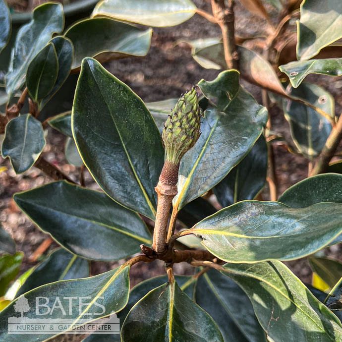 #7 Magnolia grand Kay Parris/ Southern Native (TN)