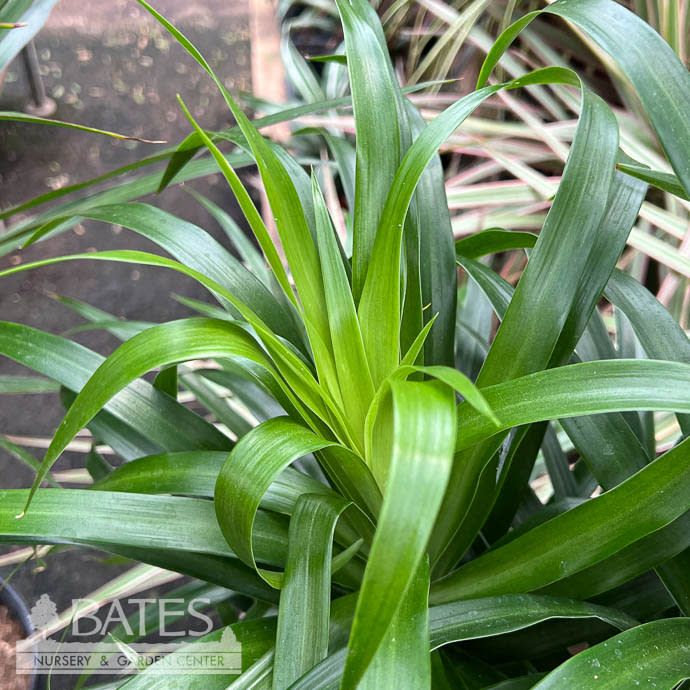 10p! Dracaena Anita Character Variegated /Tropical
