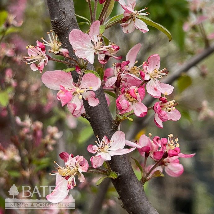 #30 Malus x Coralburst/ Pink Flowering Crabapple
