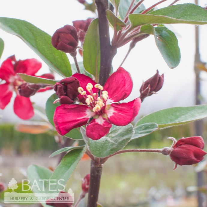 #30 Malus x Robinson/ Dark Pink Crabapple