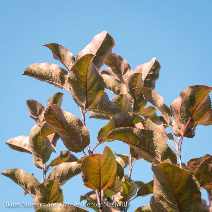#30 Malus x Robinson/ Dark Pink Crabapple