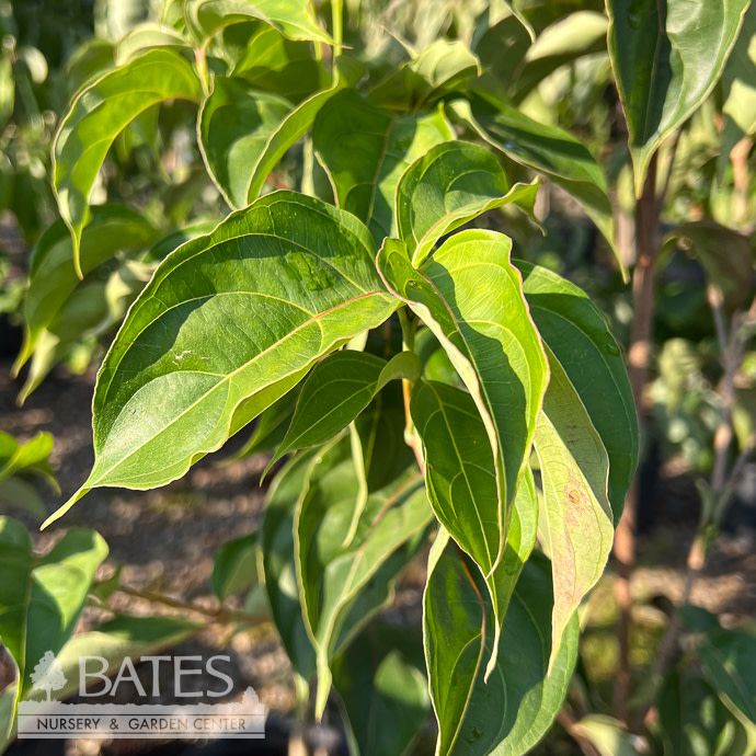 5ft Cornus kousa Fire on the Mountain/ Chinese Dogwood - Pickup Only
