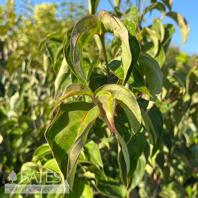 5ft Cornus kousa Fire on the Mountain/ Chinese Dogwood - Pickup Only