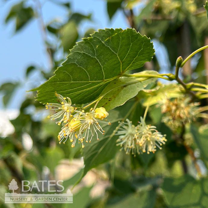 2" caliper Tilia cord Greenspire/ Littleleaf Linden - No Warranty - Pickup Only