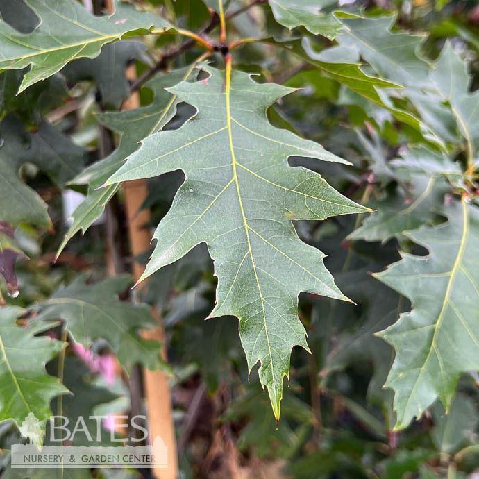 2" caliper Quercus rubra/ Northern Red Oak Native (TN) - No Warranty - Pickup Only