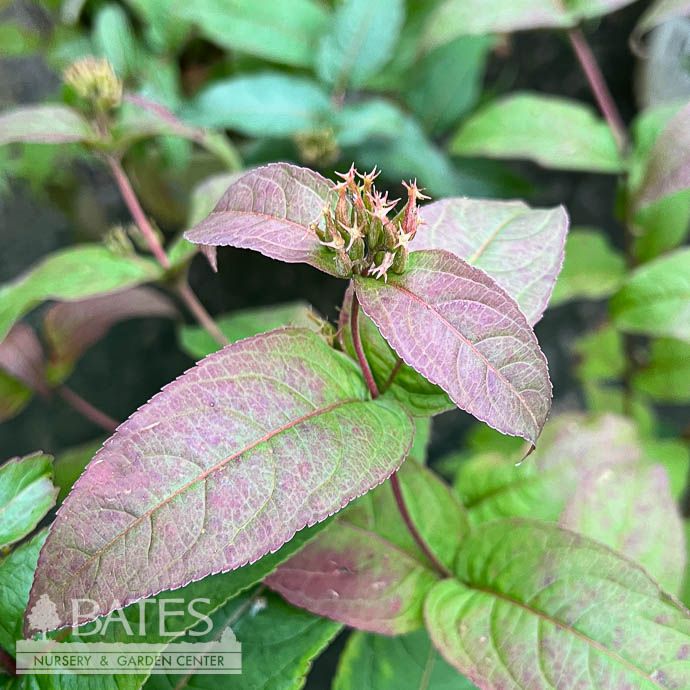 #3 Diervilla lonicera AB Ru-Bee Wren/ Low Bush Honeysuckle Native (TN)