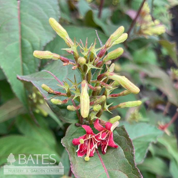 #3 Diervilla lonicera AB Ru-Bee Wren/ Low Bush Honeysuckle Native (TN)